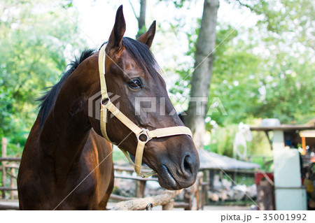 Portrait of a horse close up 35001992