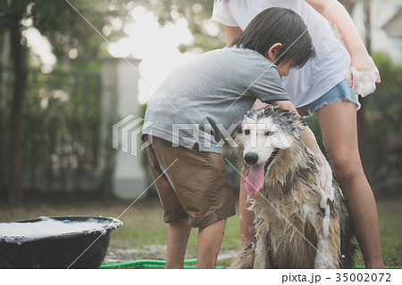 children wash siberian huskydog on summer day 35002072
