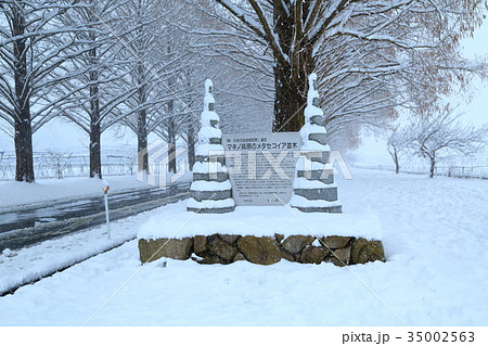 雪のメタセコイア並木 35002563