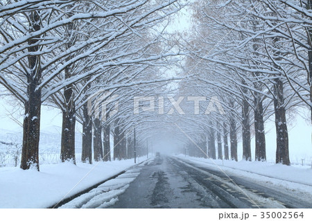 雪のメタセコイア並木 35002564