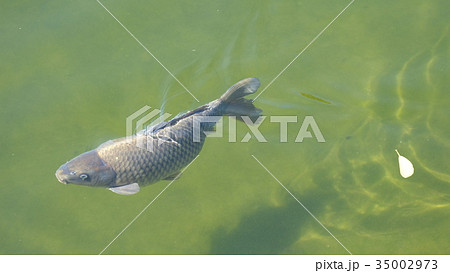 Grey carp swimming in clear pond water 35002973