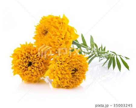Marigold flowers on white background Marigold flowers on white background 35003245