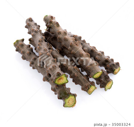 Tinospora Cordifolia isolated on white background Tinospora Cordifolia isolated on white background 35003324