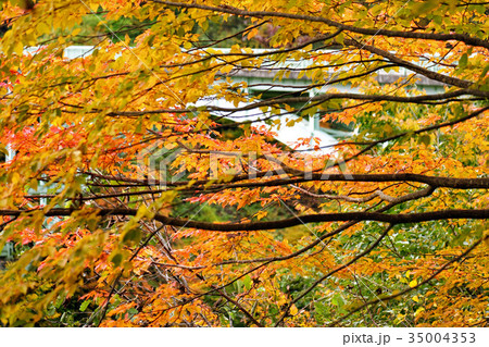 秋の雫石　国見峠の鹿倉橋 35004353