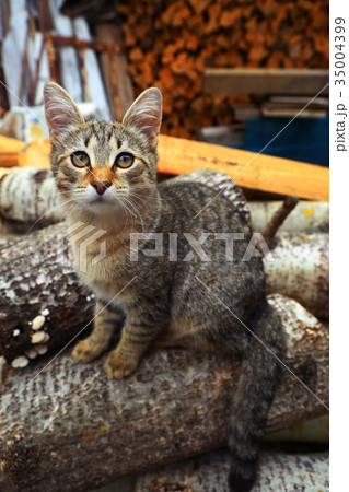 country farm cat gray stripe color close up portrait  35004399