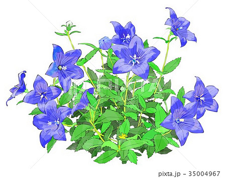 桔梗 桔梗 35004967