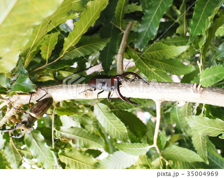 ノコギリクワガタ 35004969