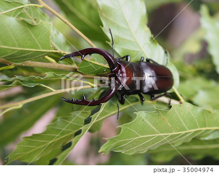 ノコギリクワガタ 35004974