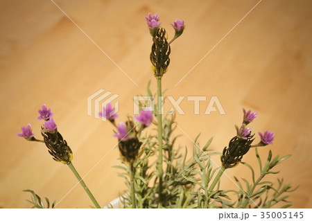 Bunch of Purple Artificial Lavender Flowers Bunch of Purple Artificial Lavender Flowers 35005145