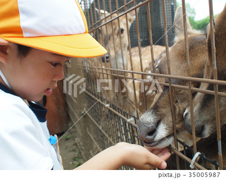 動物園　遠足　鹿に餌をあげる 35005987
