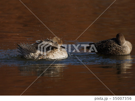 夕陽の染まる晩秋の池のオナガカモ 35007356