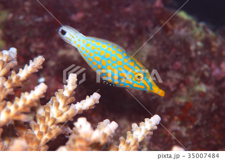 テングカワハギ 35007484