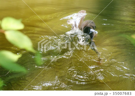 水連池「コイ：鯉」府民の森星田園地 35007683