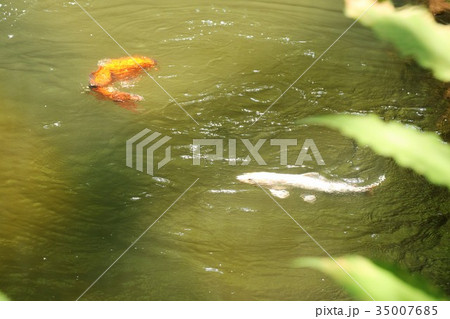 水連池「色鯉：錦鯉」府民の森星田園地 35007685