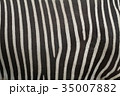 シマウマのテキスタイル 35007882
