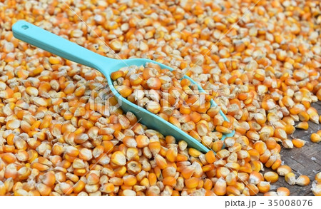 green scoop on many dried corn seed for background 35008076