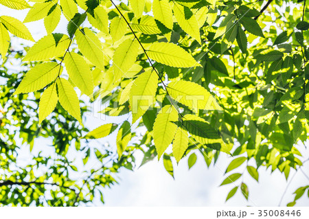 新緑 35008446