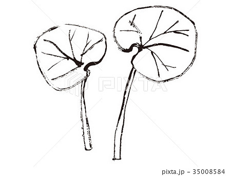 ふき 蕗 水彩画のイラスト素材