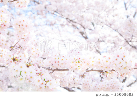 満開の桜 サクラ さくら 染井吉野 ソメイヨシノ そめいよしの コピースペース 文字スペース 満開の桜 サクラ さくら 染井吉野 ソメイヨシノ そめいよしの コピースペース 文字スペース 35008682