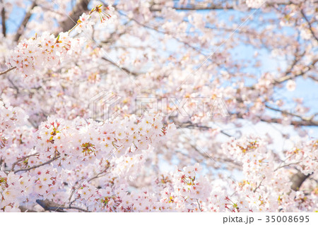 満開の桜 サクラ さくら 染井吉野 ソメイヨシノ そめいよしの コピースペース 文字スペース 満開の桜 サクラ さくら 染井吉野 ソメイヨシノ そめいよしの コピースペース 文字スペース 35008695