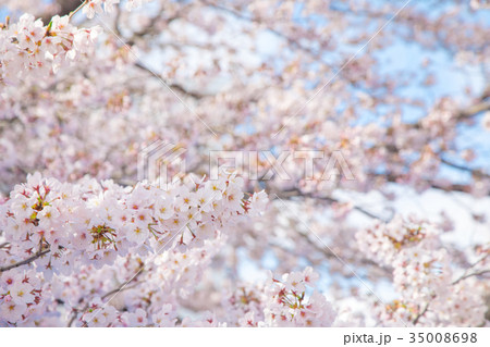 満開の桜 サクラ さくら 染井吉野 ソメイヨシノ そめいよしの コピースペース 文字スペース 満開の桜 サクラ さくら 染井吉野 ソメイヨシノ そめいよしの コピースペース 文字スペース 35008698