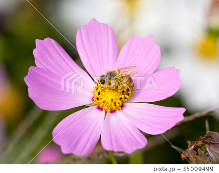 花粉まみれのミツバチの写真素材