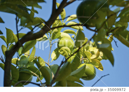 蜜柑の木 蜜柑の木 35009972