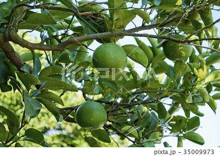 蜜柑の木 35009973