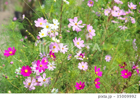 平瀬川に咲くコスモス 35009992