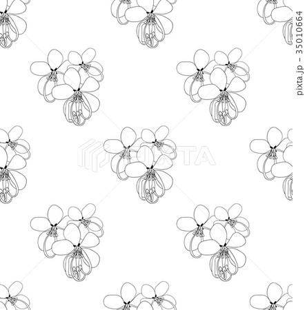 Cassia Fistula - Golden Shower Flower 35010664