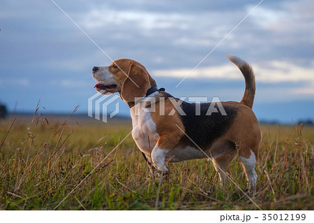 Beagle dog on walk in autumn at sunset Beagle dog on walk in autumn at sunset 35012199