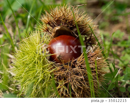 栗拾い 35012215