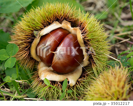 栗拾い 35012217