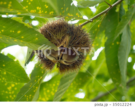 栗の実り 35012224