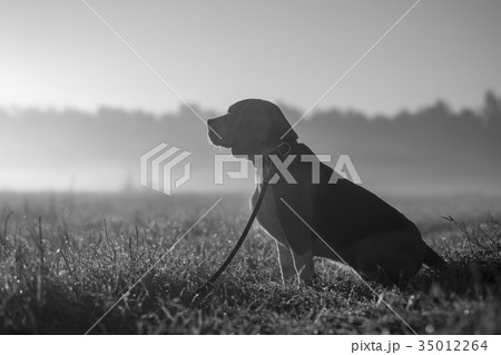 Beagle dog on a walk on an autumn morning Beagle dog on a walk on an autumn morning 35012264