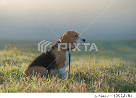 Beagle dog on a walk on an autumn morning Beagle dog on a walk on an autumn morning 35012265