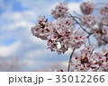 春桜 35012266