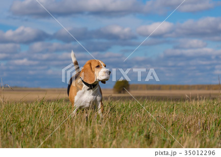 Beagle dog on a walk on a Sunny autumn day Beagle dog on a walk on a Sunny autumn day 35012296