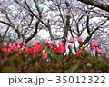 チューリップ畑と桜 35012322