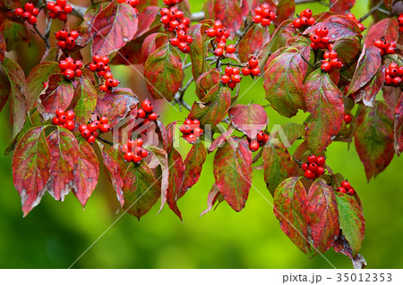 ハナミズキの実 35012353