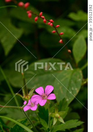 ゲンノショウコとミズヒキ 35012392