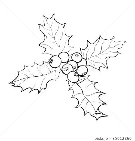 Mistletoe branch with leaves and berries Mistletoe branch with leaves and berries 35012860