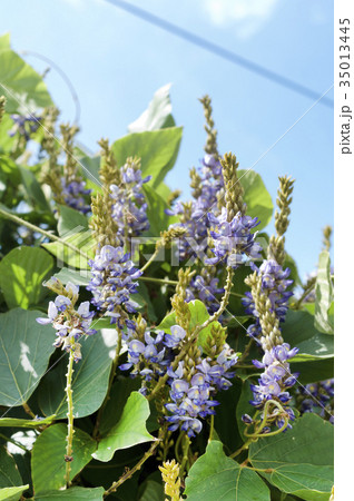 タイワンクズの花 35013445