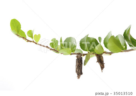 みのむし 35013510