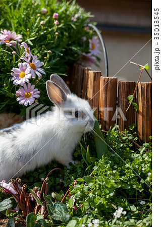 1羽のうさぎ 35013545
