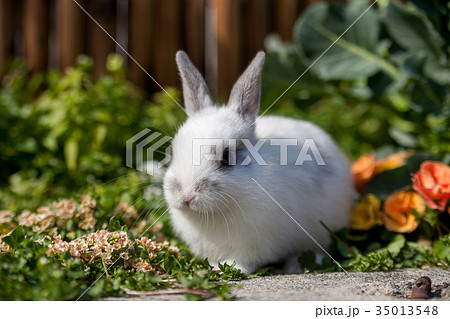 1羽のうさぎの写真素材