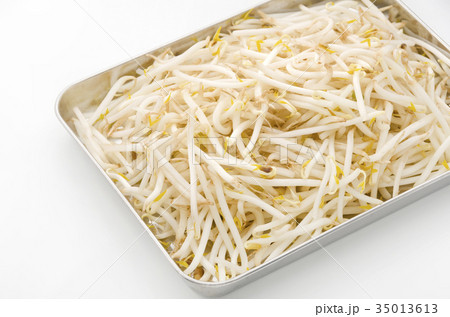 もやし もやし 35013613