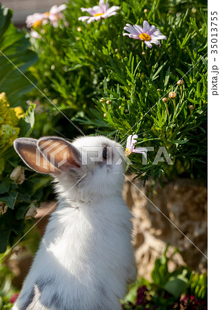1羽のうさぎ 35013755