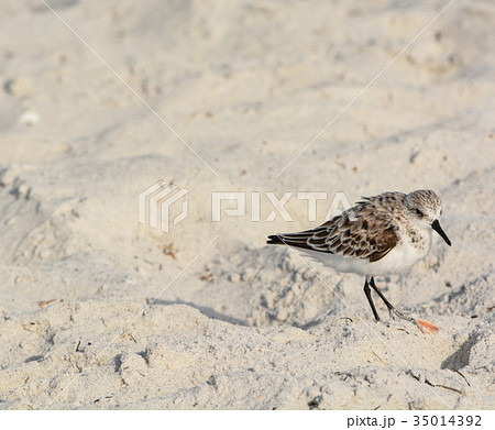 A sanderling (calidris alba) on the beach, Florida A sanderling (calidris alba) on the beach, Florida 35014392