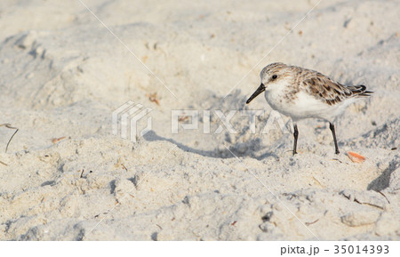 A sanderling (calidris alba) on the beach, Florida A sanderling (calidris alba) on the beach, Florida 35014393